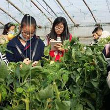 西北农林科技大学园艺学院 匠心培育，科技赋能园艺产品种植