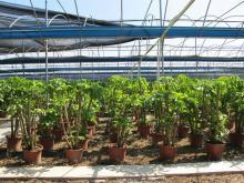 绿意盎然，品质生活 顺发园艺绿化植物推荐