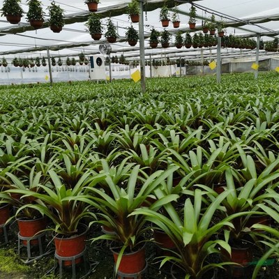 江苏绿化苗木基地 一站式采购阳台庭院与园林绿化优质产品