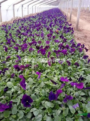 青州兴国花卉园艺场 深耕园艺种植，绽放产业之花