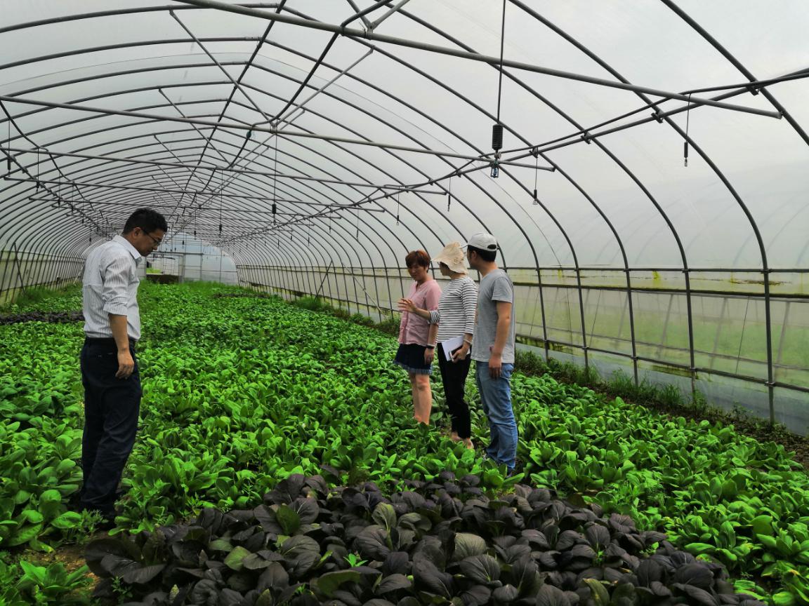 科技赋能绿色农业 园艺研究所青菜课题组赴奉贤助力乡村振兴