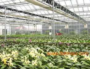 建种植温室需要多少钱？需要哪些材料？请咨询青州市鑫和温室园艺