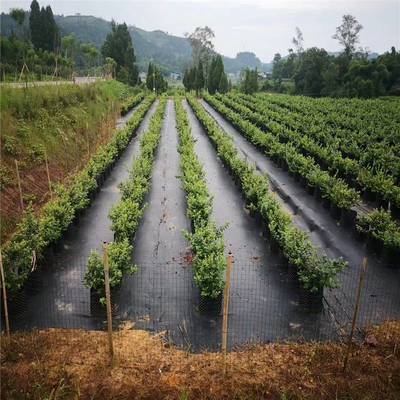 汕尾农业新选择 80公分防草布，果园大棚地面覆盖的绿色革命