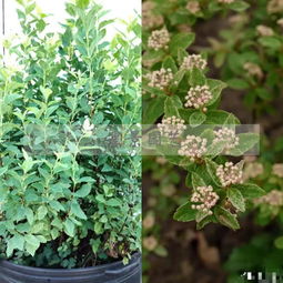 园艺嘉年华寻精品花木，里白园艺种植引领行业新风尚